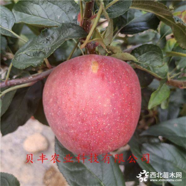 新品種蘋果樹(shù)苗