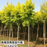 供應美植袋金葉榆4-6公分 高接矮接