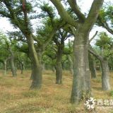 移植樸樹價格，15公分沙樸樹樹苗多少錢