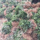 重慶酉陽(yáng)茶苗，35公分高一年生黃金茶苗，酉陽(yáng)黃金葉茶苗