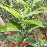 定植煙8蘋果苗大量供應(yīng)· 煙8蘋果苗那里買  煙8蘋果苗價格