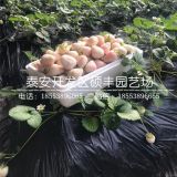 蒙特瑞草莓苗批发价格、蒙特瑞草莓苗多少钱一棵