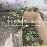 白雪公主草莓苗、白雪公主草莓苗价格及报价