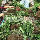 宁玉草莓苗价格、宁玉草莓苗批发价格