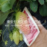 蒙特瑞草莓苗批发价格、蒙特瑞草莓苗批发多少钱一株