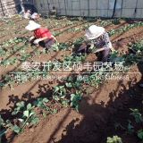 2019年蒙特瑞草莓苗价格、蒙特瑞草莓苗多少钱一棵