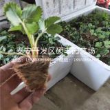 蒙特瑞草莓苗批发价格、蒙特瑞草莓苗批发多少钱一棵