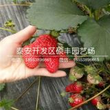 蒙特瑞草莓苗价格、蒙特瑞草莓苗报价多少钱