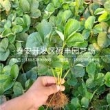 蒙特瑞草莓苗价格、蒙特瑞草莓苗报价