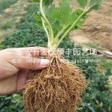 红颜草莓苗批发价格、红颜草莓苗批发多少钱一株