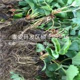 白雪公主草莓苗价格、白雪公主草莓苗批发价格