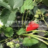 供应草莓苗 四季草莓苗价格 四季草莓苗多少钱