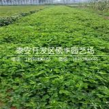 红颜草莓苗批发价格、红颜草莓苗多少钱一棵