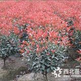 紅葉石楠價格，紅葉石楠球價格，紅葉石楠樹價格