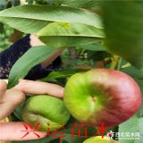 2018新品種中油17號  蟠桃苗那里賣 蟠桃苗多少錢一棵