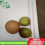 龙须枣树苗种植管理、(预定)成品枣树苗