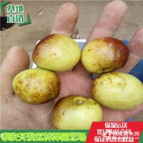 冬棗1號(hào)樹(shù)苗 基地冬棗1號(hào)樹(shù)苗種植技術(shù)