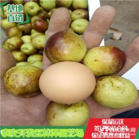 冬棗2號(hào)樹(shù)苗 基地冬棗2號(hào)樹(shù)苗畝投資多少錢(qián)