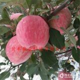 雞心果樹苗哪里賣批發(fā)價(jià)格多少錢 好品種蘋果樹苗哪里有賣的