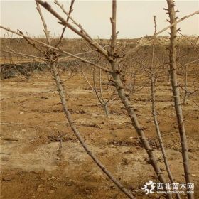 矮化水晶樱桃苗什么时候种植