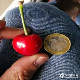 矮化美国一号樱桃苗什么品种好