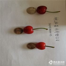 矮化布鲁克斯樱桃苗种植管理