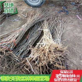 矮化拉賓斯櫻桃苗怎么買