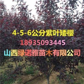 5公分-6公分紫叶矮樱价格=4-5-6公分紫叶矮樱多少钱