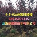 5公分-6公分紫葉矮櫻價(jià)格=4-5-6公分紫葉矮櫻多少錢