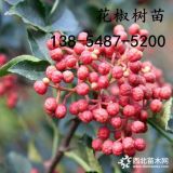 產(chǎn)地批發(fā)花椒苗價格、6公分花椒苗報價多少