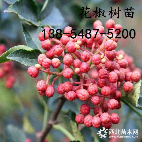 大紅袍花椒樹(shù)苗