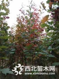 紅櫸樹