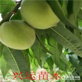 預定春曉桃苗  量大優(yōu)惠  哪里賣桃樹苗