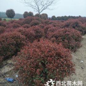 南京红叶石楠球产地红叶石楠球（冠250-400米）价格