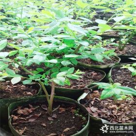 三年蓝莓苗辽宁地区种植 莱克西蓝莓苗多少钱一株