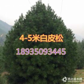 4米5白皮松//4米5白皮松=4米5白皮松价格//4米白皮松基地