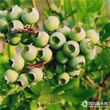 蓝莓苗多少钱一棵 3年蓝莓苗价格 蓝丰蓝莓苗价格 《特别推荐》