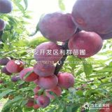 蜂糖李子苗批發(fā)價格、蜂糖李子苗多少錢一棵