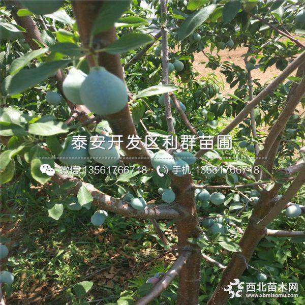 脆红李苗、脆红李树苗、脆红李树苗多少钱一棵