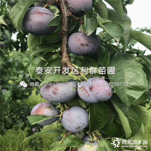 味厚李子樹(shù)苗品種介紹、味厚李子樹(shù)苗多少錢(qián)一棵