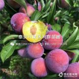 红心李子树苗 新品种红心李子树苗 红心李子树苗价格