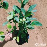 大量批发蓝莓苗 蓝莓苗价格是多少钱 2019年蓝莓苗行情