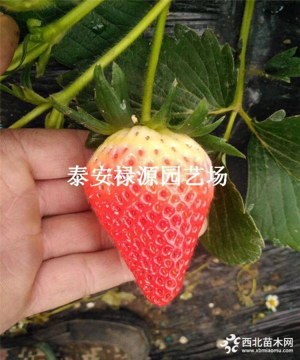 草莓苗价格