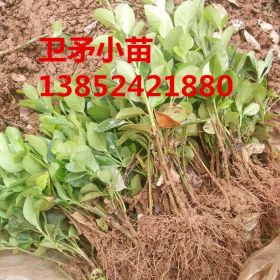 江苏优质胶东卫矛价格0.5元,胶东卫矛小苗价格0.08元,规格全,数量大