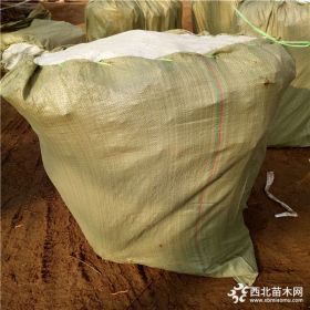 新品种血桃树苗出售、血桃树苗价格多少