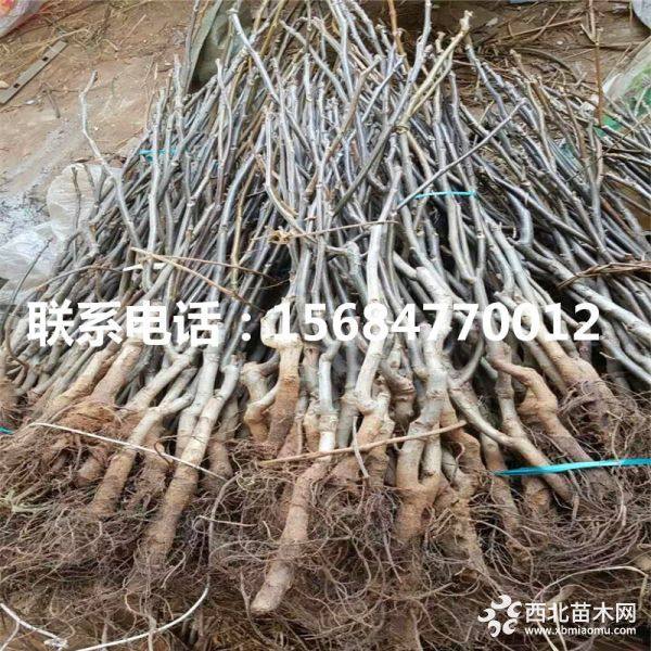 出售核桃苗、核桃苗出售价格、核桃苗价格多少钱