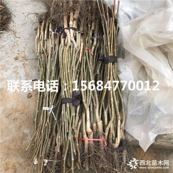 出售薄壳核桃苗、薄壳核桃苗基地、薄壳核桃苗批发多少钱