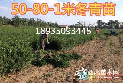 出售大叶黄杨苗价格=50-60-80公分高大叶黄杨苗多少钱