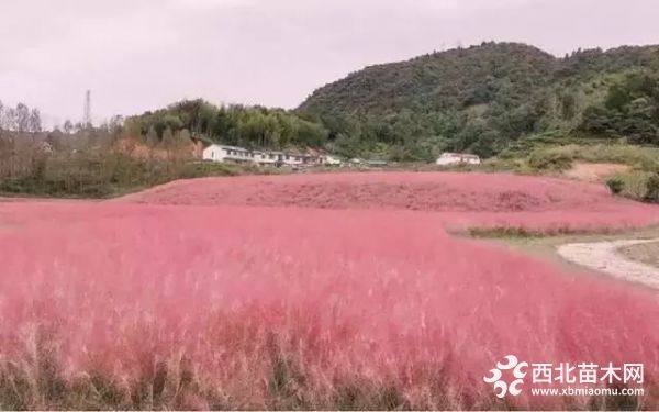 粉黛亂子草