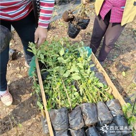 藍莓苗種植技術(shù) 藍莓苗批發(fā) 山東藍莓苗價格 2019年藍莓苗行情